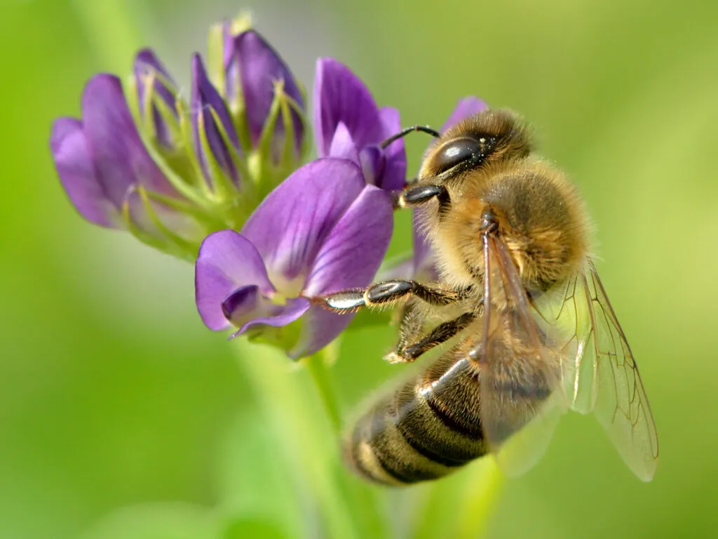 Apis Mellifera